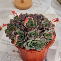 7'' Echeveria Laulensis, Rare Live Succulent Plants