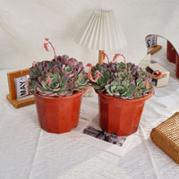 7'' Echeveria Laulensis, Rare Live Succulent Plants