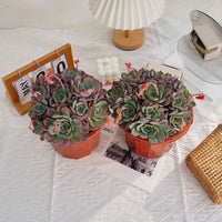 7'' Echeveria Laulensis, Rare Live Succulent Plants