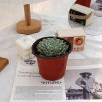 5'' Echeveria Tears of Mexico, Rare Live Succulent Plants