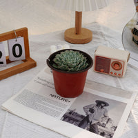 5'' Echeveria Tears of Mexico, Rare Live Succulent Plants