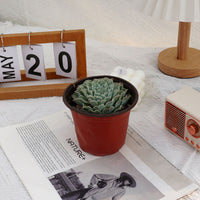 5'' Echeveria Tears of Mexico, Rare Live Succulent Plants