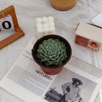 5'' Echeveria Tears of Mexico, Rare Live Succulent Plants