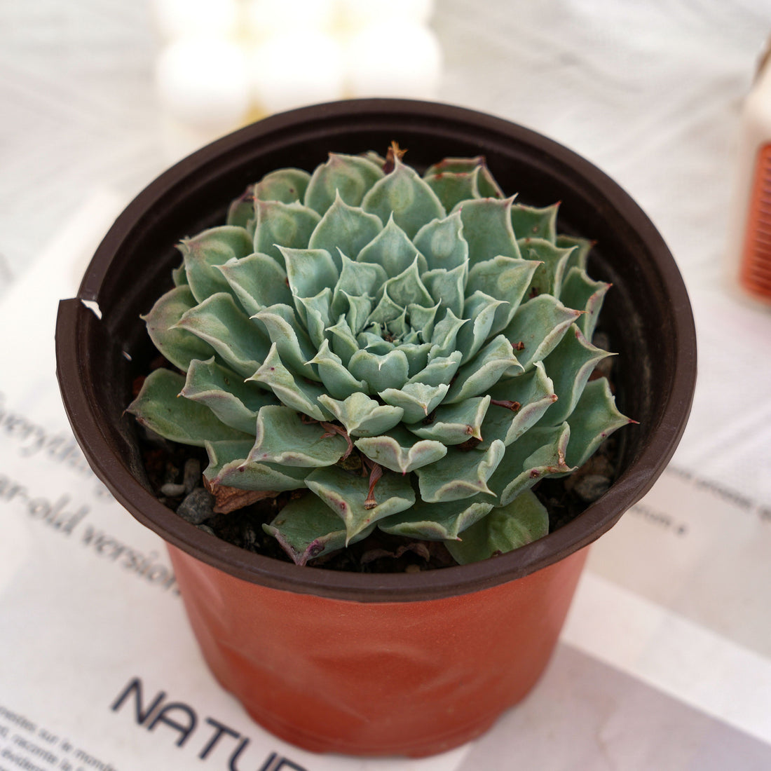 5'' Echeveria Tears of Mexico, Rare Live Succulent Plants