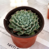 5'' Echeveria Tears of Mexico, Rare Live Succulent Plants