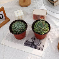 5'' Echeveria Tears of Mexico, Rare Live Succulent Plants