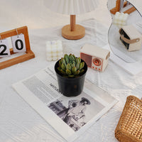 3'' Echeveria Ivory, Rare Live Succulent Plants