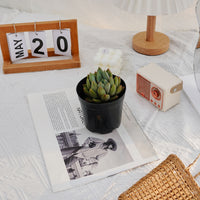 3'' Echeveria Ivory, Rare Live Succulent Plants