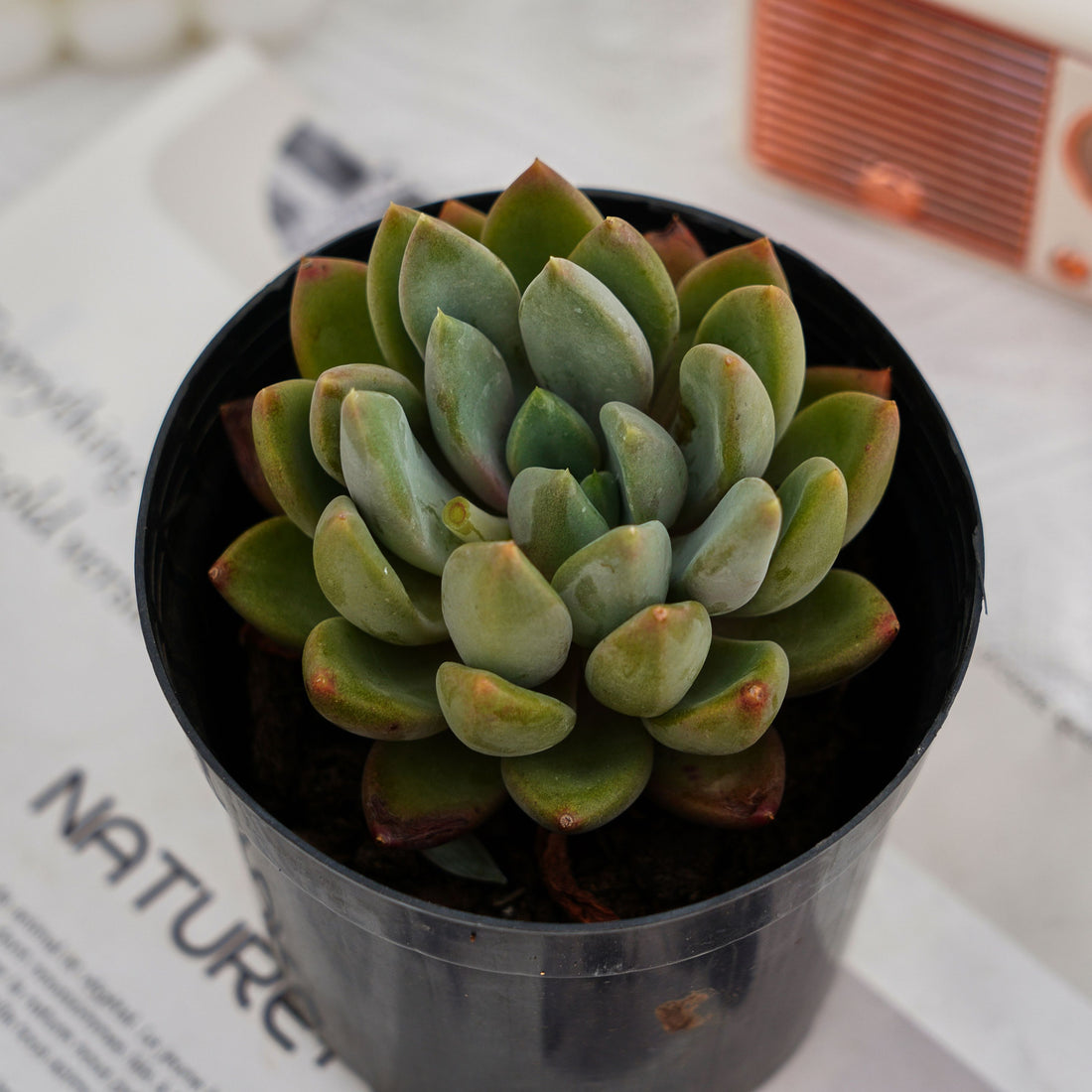 3'' Echeveria Ivory, Rare Live Succulent Plants