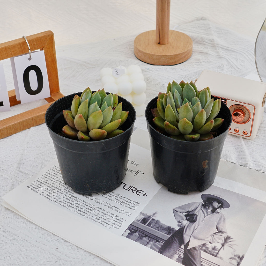 3'' Echeveria Ivory, Rare Live Succulent Plants
