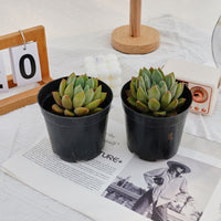 3'' Echeveria Ivory, Rare Live Succulent Plants
