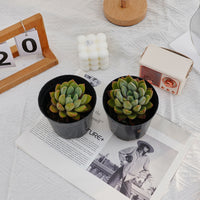 3'' Echeveria Ivory, Rare Live Succulent Plants
