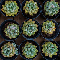 3'' Echeveria Ivory, Rare Live Succulent Plants