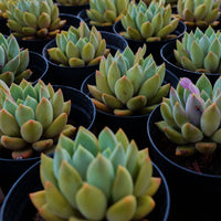 3'' Echeveria Ivory, Rare Live Succulent Plants