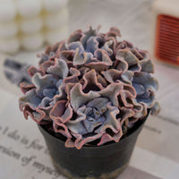 3'' Echeveria White Madiba, Rare Live Succulent Plants