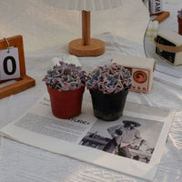 3'' Echeveria White Madiba, Rare Live Succulent Plants