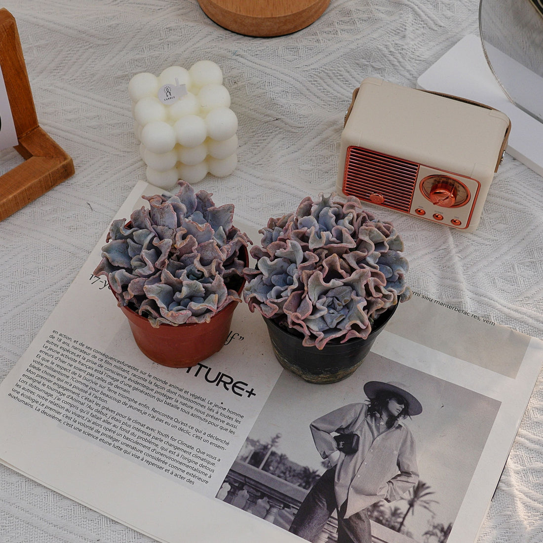 3'' Echeveria White Madiba, Rare Live Succulent Plants