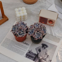 3'' Echeveria White Madiba, Rare Live Succulent Plants