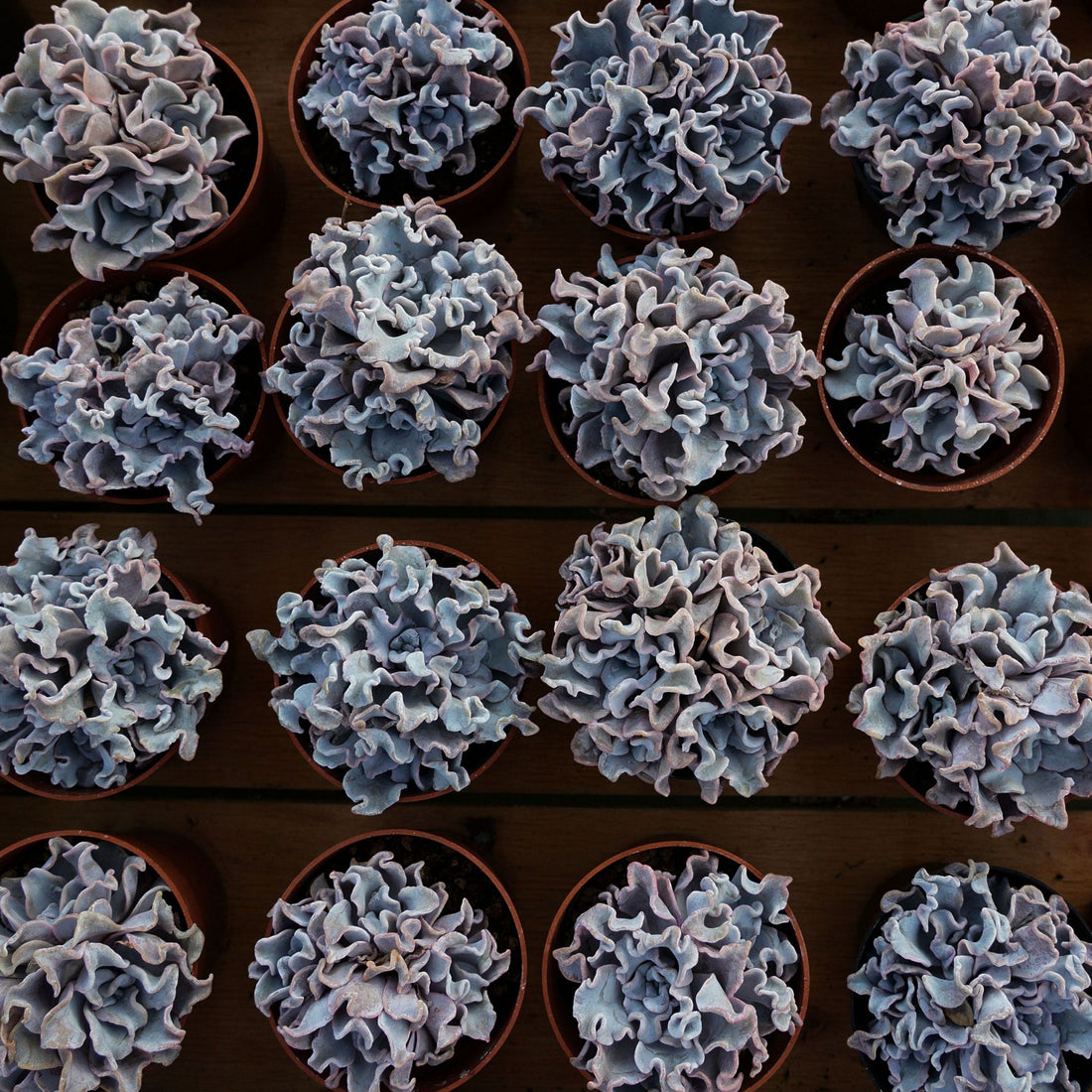 3'' Echeveria White Madiba, Rare Live Succulent Plants