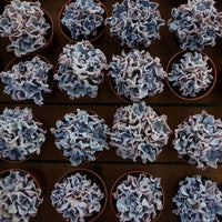 3'' Echeveria White Madiba, Rare Live Succulent Plants