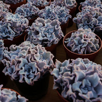 3'' Echeveria White Madiba, Rare Live Succulent Plants