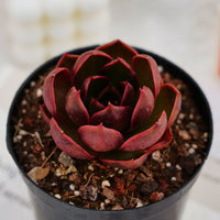 3'' Echeveria Red Light, Rare Live Succulent Plants