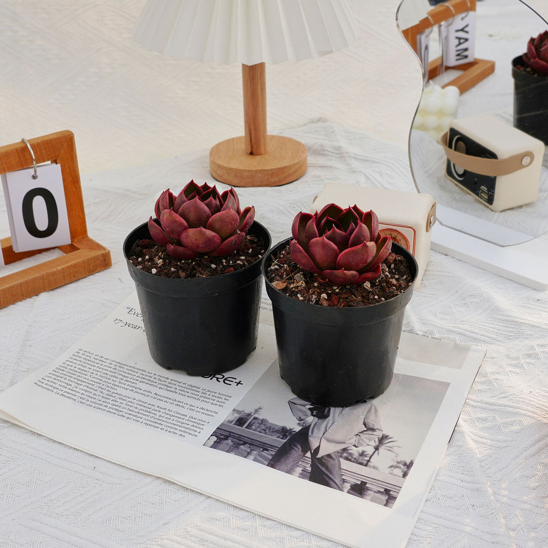 3'' Echeveria Red Light, Rare Live Succulent Plants