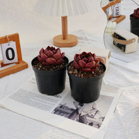 3'' Echeveria Red Light, Rare Live Succulent Plants