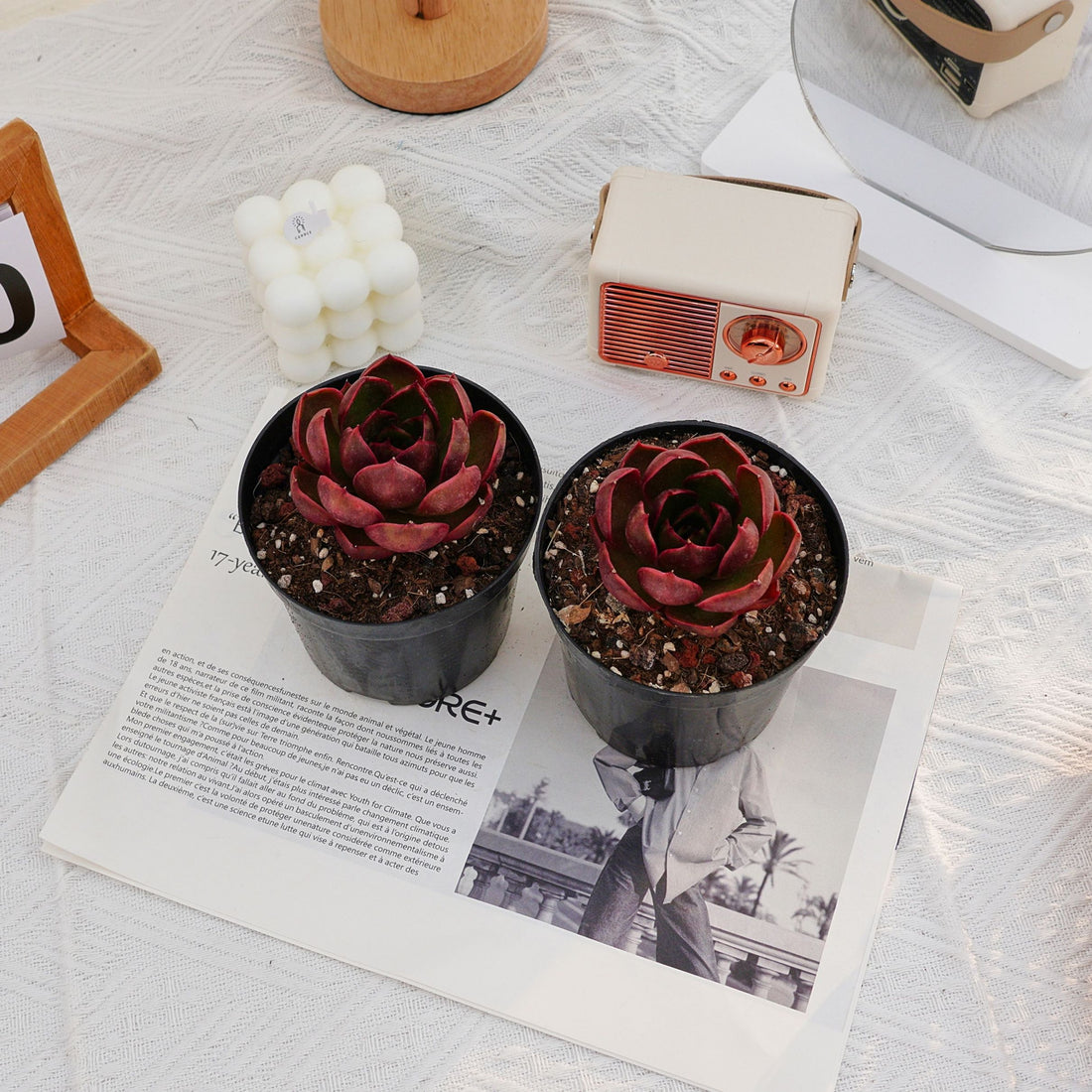3'' Echeveria Red Light, Rare Live Succulent Plants