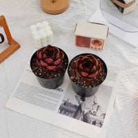 3'' Echeveria Red Light, Rare Live Succulent Plants