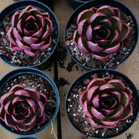 3'' Echeveria Red Light, Rare Live Succulent Plants