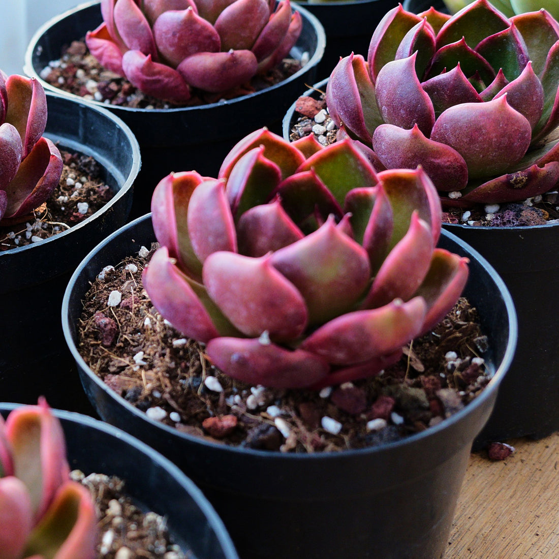 3'' Echeveria Red Light, Rare Live Succulent Plants