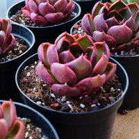 3'' Echeveria Red Light, Rare Live Succulent Plants