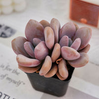 3.5'' Graptoveria Pink Egg, Rare Live Succulent Plants