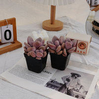 3.5'' Graptoveria Pink Egg, Rare Live Succulent Plants