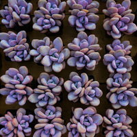 3.5'' Graptoveria Pink Egg, Rare Live Succulent Plants