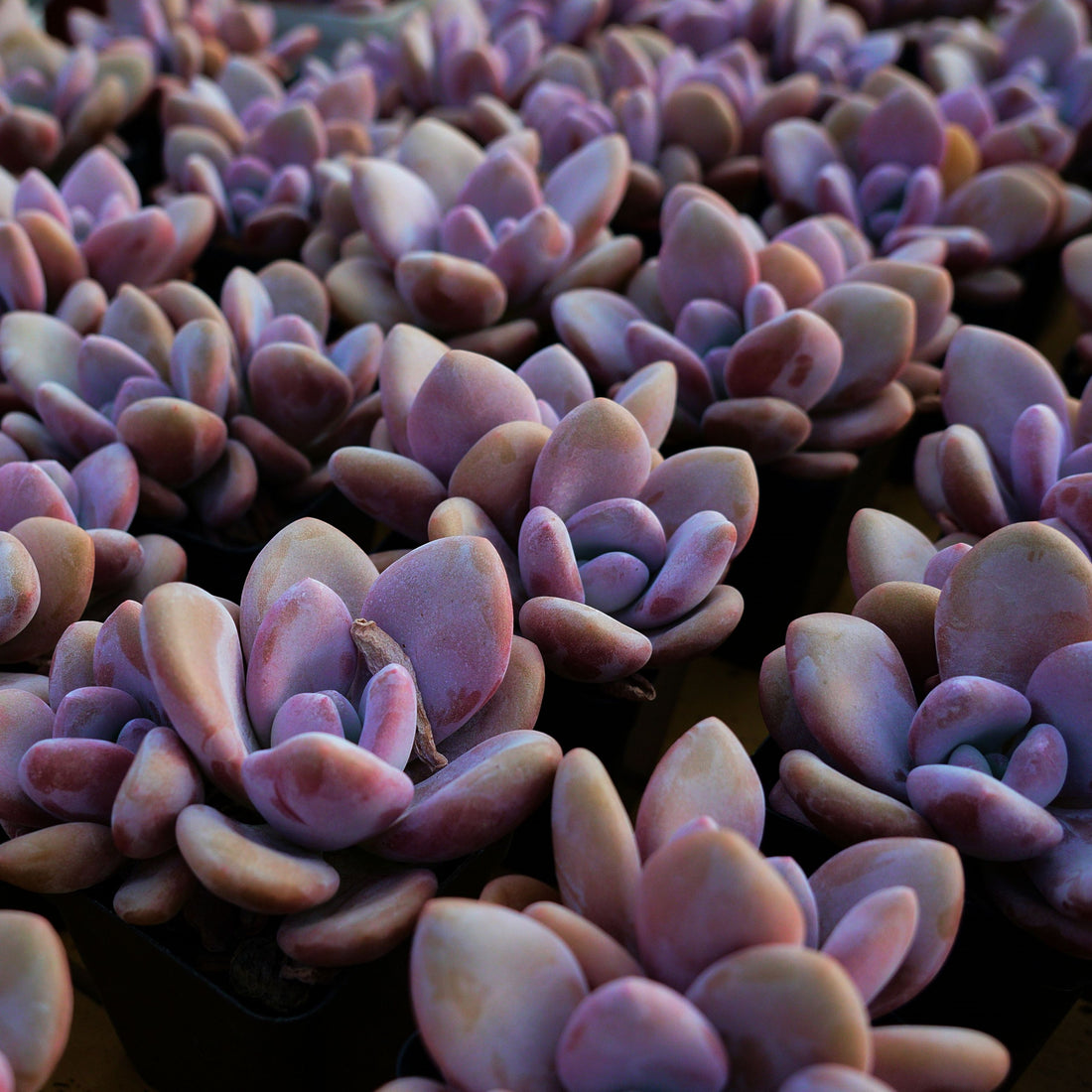 3.5'' Graptoveria Pink Egg, Rare Live Succulent Plants