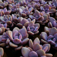 3.5'' Graptoveria Pink Egg, Rare Live Succulent Plants