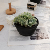 7'' Echeveria Lemon Rose Variegated, Rare Live Succulent Plants