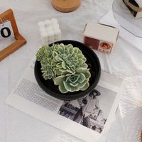 7'' Echeveria Lemon Rose Variegated, Rare Live Succulent Plants