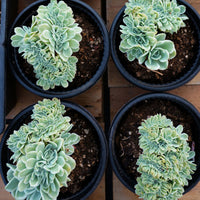 7'' Echeveria Lemon Rose Variegated, Rare Live Succulent Plants