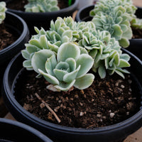 7'' Echeveria Lemon Rose Variegated, Rare Live Succulent Plants