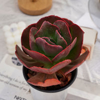 5'' Echeveria Suyon, Rare Live Succulent Plants
