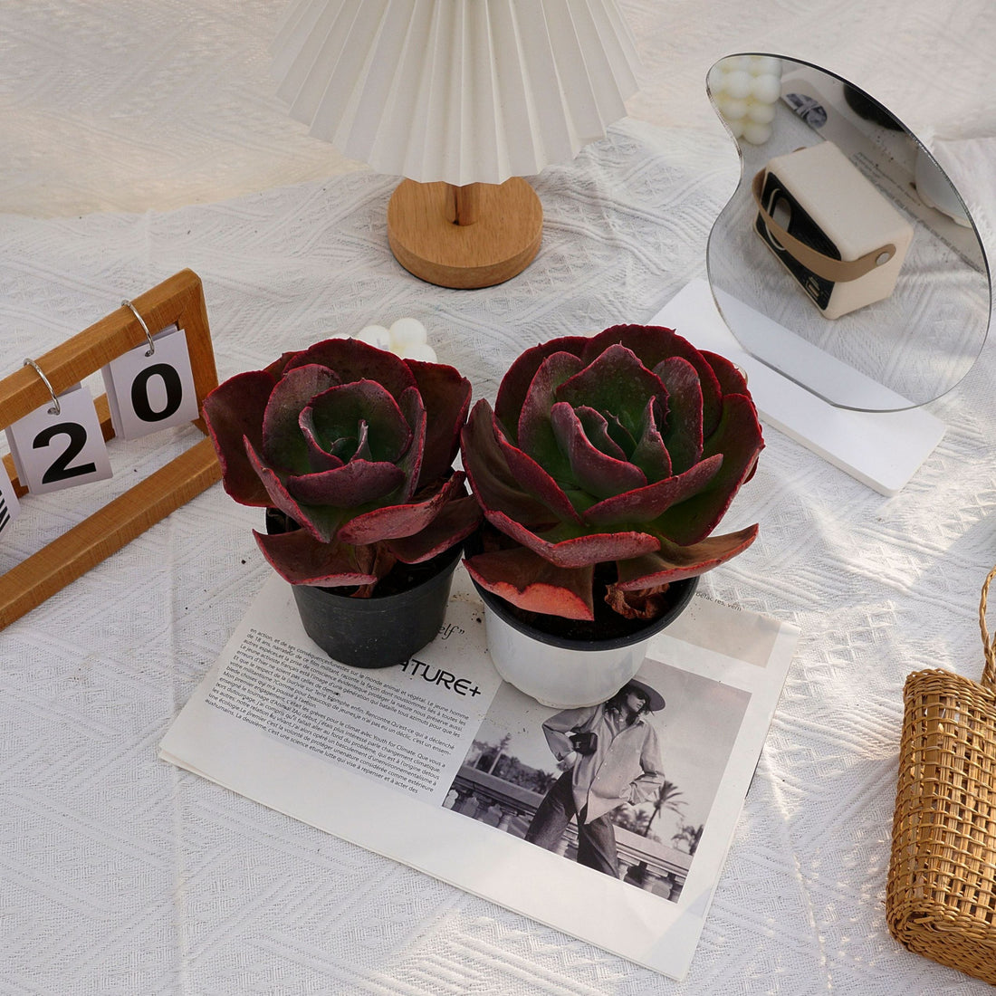5'' Echeveria Suyon, Rare Live Succulent Plants