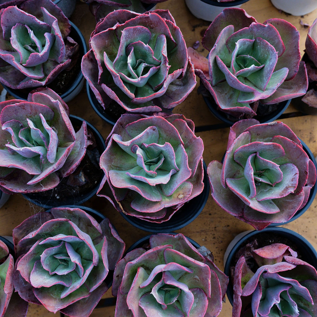 5'' Echeveria Suyon, Rare Live Succulent Plants