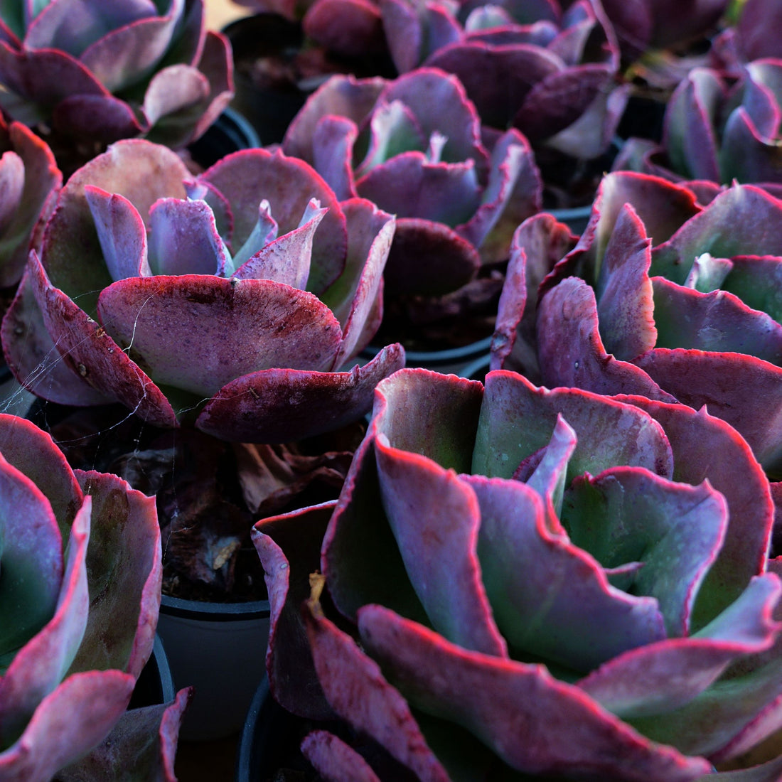 5'' Echeveria Suyon, Rare Live Succulent Plants
