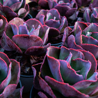5'' Echeveria Suyon, Rare Live Succulent Plants