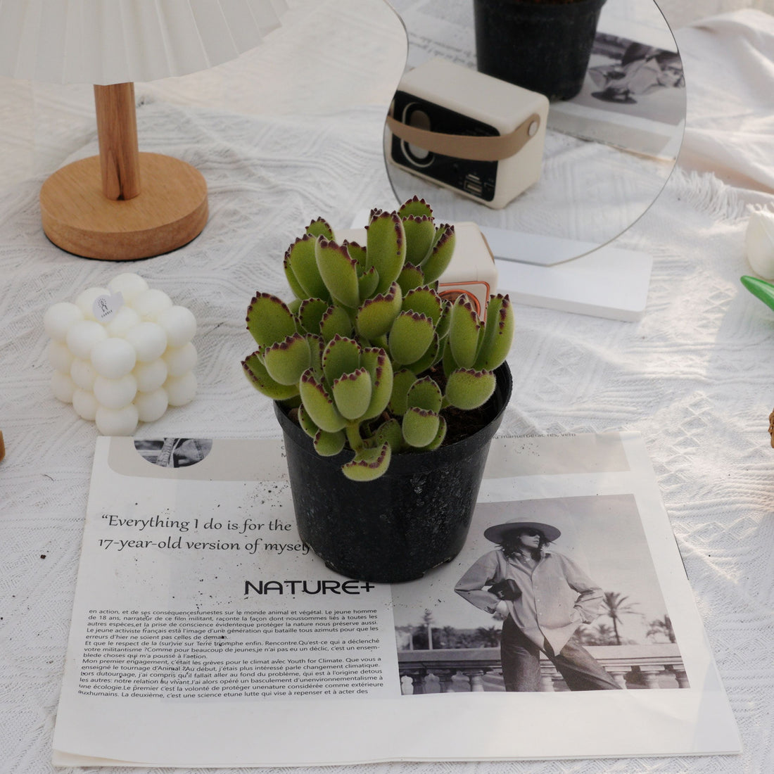 5'' Cotyledon Tomentosa, Rare Live Succulent Plants