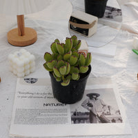 5'' Cotyledon Tomentosa, Rare Live Succulent Plants