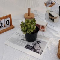 5'' Cotyledon Tomentosa, Rare Live Succulent Plants